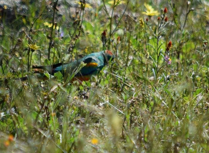 Mulga parrot Sep 2020 01.JPG